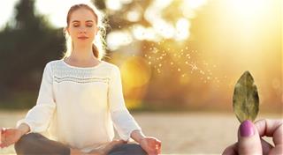 Phương pháp Manifest bằng lá nguyệt quế cực kỳ thú vị, bạn đã thử chưa?