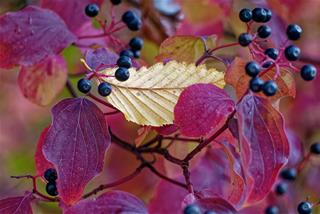 Tử vi thứ 5 ngày 26/6/2025 của 12 con giáp: Thứ 5 Thân lạc quan, Mão tinh tế