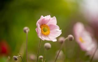 Tử vi thứ 6 ngày 1/8/2025 của 12 con giáp: Dần hào phóng, Ngọ gặp may