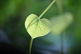 Tử vi tuần mới từ 4 - 10/8/2025 của 12 con giáp: Sửu gặp may, Dậu bận rộn