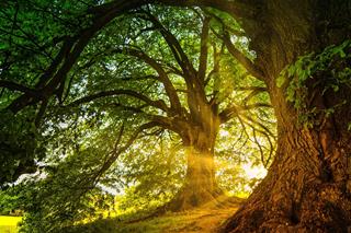 Tử vi tháng 8/2025 của 12 con giáp âm lịch: Ai tỏa ra ''mùi'' giàu có?