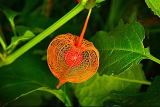 Tử vi thứ 4 ngày 20/8/2025 của 12 con giáp: Tý dồi dào, Ngọ tốt bụng