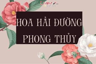 Hoa hải đường phong thủy: Đa dạng sắc màu dễ dàng thu hút may mắn, tài LỘC