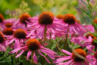 Tử vi thứ 5 ngày 18/9/2025 của 12 con giáp: Dần vô tư, Mão giàu có