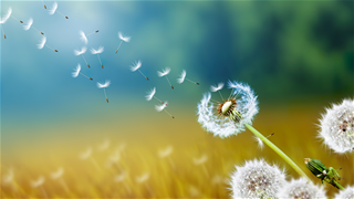 Tử vi thứ 6 ngày 19/9/2025 của 12 con giáp: Dần dư dả, Dậu gặp khó