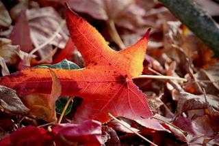 Tử vi thứ 4 ngày 24/9/2025 của 12 con giáp: Tý mạnh mẽ, Dậu suôn sẻ