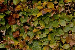 Tử vi Thứ 4 ngày 24/9/2025 của 12 cung hoàng đạo: Xử Nữ tỉ mỉ, Sư Tử tỏa sáng