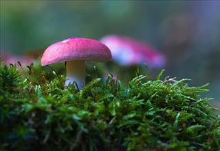 Tử vi thứ 5 ngày 2/10/2025 của 12 con giáp: Dần nóng tính, Tị phấn khởi