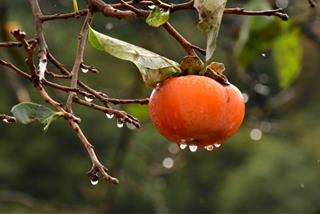 Tử vi tháng 10/2025 của 12 cung hoàng đạo: Sư Tử suôn sẻ, Thiên Bình gặp thời