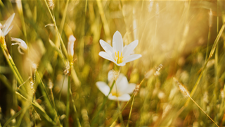 Tử vi thứ 6 ngày 26/9/2025 của 12 con giáp: Thân bùng nổ, Sửu mất tiền