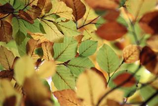 Tử vi Chủ nhật  ngày 7/9/2025 của 12 con giáp: Dần phấn chấn, Mùi được giúp