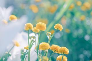 Tử vi thứ 5 ngày 15/1/2026 của 12 cung hoàng đạo: Xử Nữ tinh tế, Bạch Dương cầu toàn