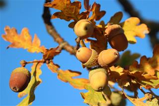 Tử vi hàng ngày 25/1/2026 của 12 con giáp: Chủ nhật Tý có tiền, Tuất đa cảm