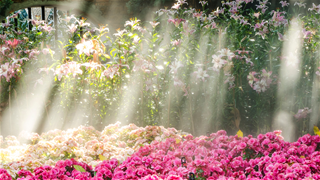 Tử vi thứ 6 ngày 16/1/2026 của 12 con giáp: Hợi thắng lớn, Dậu hao tổn