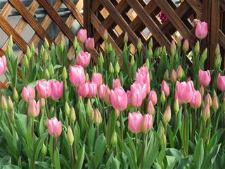 Tử vi thứ 5 ngày 22/1/2026 của 12 cung hoàng đạo: Sư Tử dễ thở, Thiên Bình thông minh