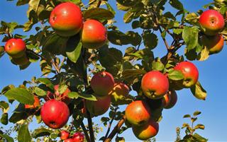 Tử vi thứ 7 ngày 31/1/2026 của 12 cung hoàng đạo: Sư Tử ham vui, Ma Kết tỏa sáng