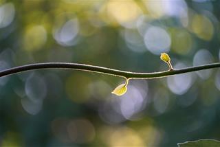 Tử vi thứ 4 ngày 14/1/2026 của 12 con giáp: Thân có lộc, Sửu may mắn