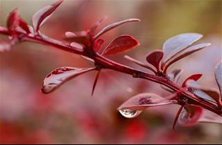 Tử vi Chủ nhật ngày 18/1/2026 của 12 con giáp: Mùi may mắn, Dậu lạc quan