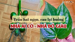 Tết con Ngựa này nhà nào trưng 'trầu hai ngọn, cau lại buồng’ đảm bảo đón LỘC KÉP, tiền đẻ ra tiền suốt cả năm!