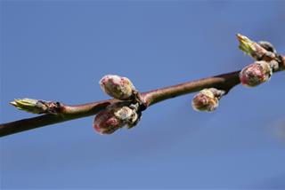 Tử vi thứ 4 ngày 11/2/2026 của 12 con giáp: Mùi thoáng tính, Dậu hồng phát