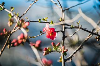 Tử vi tuần mới của 12 cung hoàng đạo (23/2 - 1/3/2026): Song Tử bối rối, Song Ngư bình yên