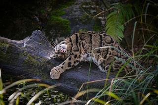 Tử vi Thứ 4 ngày 25/2/2026 của 12 cung hoàng đạo: Xử Nữ lơ là, Hổ Cáp khởi sắc