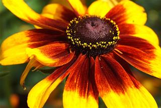 Tử vi thứ 6 ngày 27/2/2026 của 12 con giáp: Sửu như ý, Tị nhiều tiền