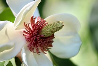 Tử vi Chủ nhật ngày 1/3/2026 của 12 con giáp: Dần giàu có, Tị yêu đời