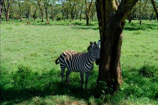 Tử vi thứ 2 ngày 2/3/2026 của 12 con giáp: Sửu bình yên, Thân gặp áp lực