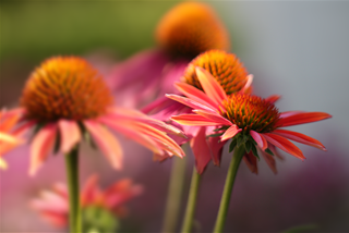 Tử vi tuần mới từ 2-8/3/2026 của 12 con giáp: Mão lanh lợi, Tý cực bận