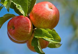 Tử vi thứ 4 ngày 4/3/2026 của 12 con giáp: Tị rạng rỡ, Sửu thoải mái