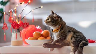 Giữa tuần này 4-6/2 có 3 con giáp cầm CHÌA KHÓA mở HŨ VÀNG lộc lá sự nghiệp của Thần Tài