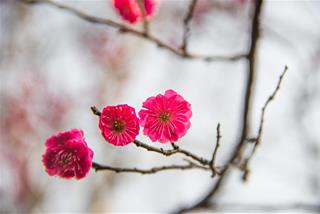 Tử vi thứ 4 ngày 18/2/2026 của 12 con giáp: Mùng 2 Tết ai hốt lộc?