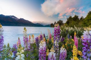 Tử vi thứ 5 ngày 12/2/2026 của 12 cung hoàng đạo: Thiên Bình ngọt ngào, Song Tử u sầu