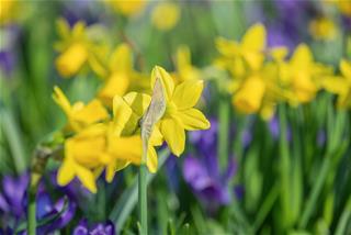 Tử vi Chủ nhật ngày 22/3/2026 của 12 con giáp: Ngọ số hưởng, Mùi tháo vát