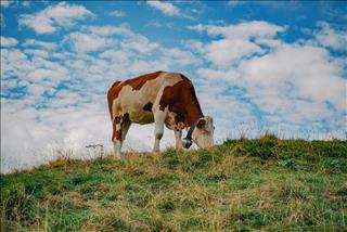 Tử vi tuần mới của 12 con giáp (23 - 29/3/2026): Mão gặp thăng trầm, Dậu hao tài