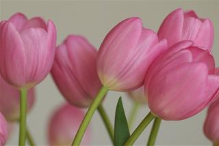 Tử vi thứ 5 ngày 5/3/2026 của 12 con giáp: Ngọ dư tiền, Mùi sống có tâm