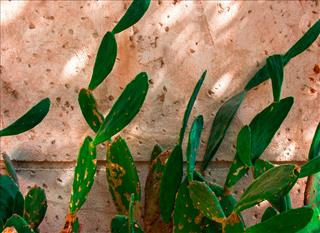 Tử vi thứ 4 ngày 1/4/2026 của 12 con giáp: Sửu nhiều lộc, Ngọ gặp quý nhân