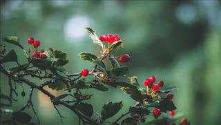 Tử vi tuần mới từ 30/3-5/4/2026 của 12 con giáp: Tý mê muội, Thìn số hên