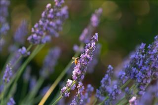 Tử vi Chủ nhật ngày 5/4/2026 của 12 con giáp: Tý lắm tiền, Hợi vui vẻ