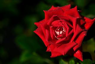 Tử vi thứ 4 ngày 11/3/2026 của 12 con giáp: Tị lộc lá, Dậu mở lòng