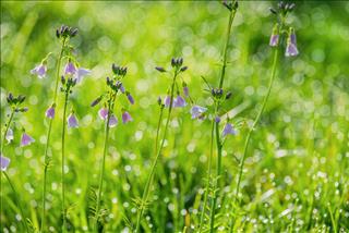 Tử vi tháng 4/2026 của 12 con giáp âm lịch: Ai được lợi nhiều nhất?