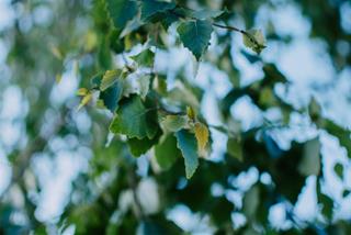 Tử vi thứ 7 ngày 11/4/2026 của 12 con giáp: Sửu rủng rỉnh, Mão tranh cãi