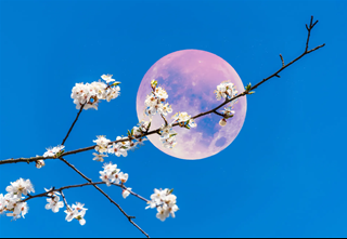 Trăng Hồng tháng 4/2026 thắp sáng điều gì trong cuộc sống của 12 chòm sao?