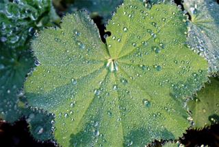 Tử vi thứ 4 ngày 18/3/2026 của 12 con giáp: Tý khó tính, Sửu vô tư