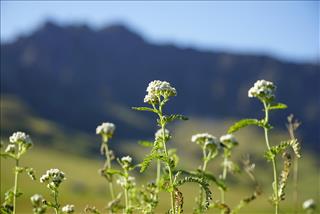 Tử vi Chủ nhật ngày 12/4/2026 của 12 con giáp: Tý vượt trội, Ngọ mất tiền