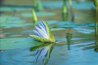 Tử vi Chủ nhật ngày 26/4/2026 của 12 con giáp: Thìn tích cực, Mùi có tiền