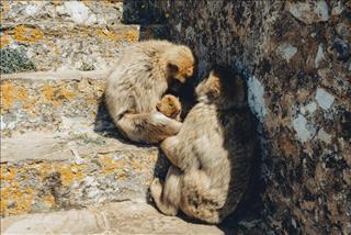 Tử vi thứ 4 ngày 29/4/2026 của 12 con giáp: Tý gặp áp lực, Ngọ thấu hiểu