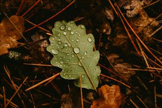 Tử vi Thứ 6 ngày 17/4/2026 của 12 cung hoàng đạo: Sư Tử rực rỡ, Bảo Bình biến động