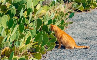 Tử vi thứ 6 ngày 1/5/2026 của 12 con giáp: Nghỉ lễ Tị dễ bị cám dỗ, Hợi nhạy cảm